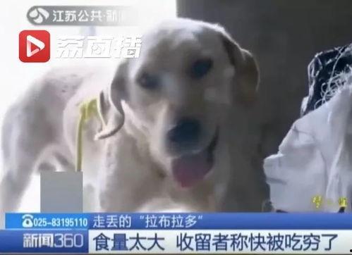 娱乐吃瓜酱送小狗视频,温馨瞬间感动网友