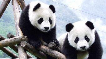 熊猫娱乐吃瓜酱,揭秘娱乐圈幕后故事