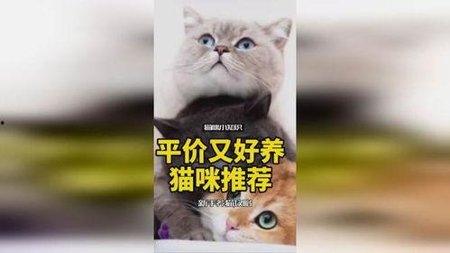 娱乐吃瓜酱神仙猫,揭秘娱乐圈背后的神秘故事
