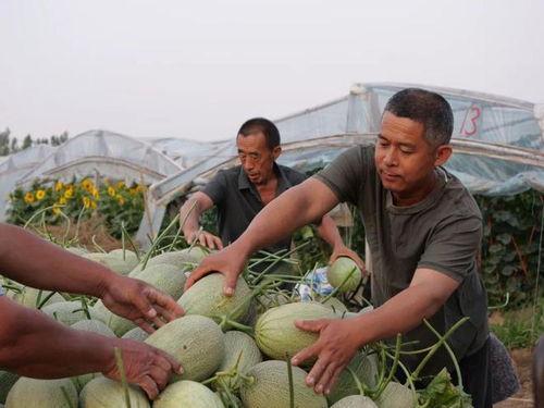 718sx吃瓜娱乐去哪里了,探寻消失的瓜圈传奇