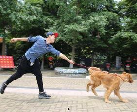 娱乐吃瓜酱遛狗,揭秘明星宠物日常