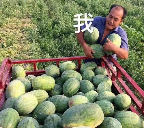 娱乐圈吃瓜的瓜