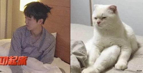 娱乐吃瓜君五条喵