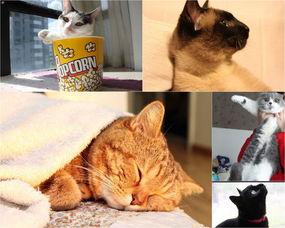 娱乐吃瓜君猫带体检,揭秘明星宠物健康生活