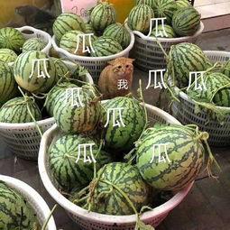 吃瓜娱乐场,吃瓜群众的狂欢盛宴